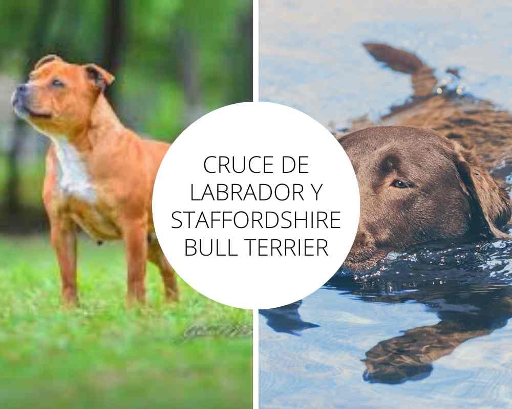 Cruce de Labrador y Staffordshire Bull Terrier