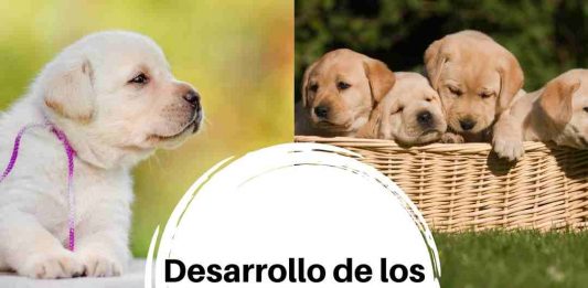 crecimiento de un perro labrador