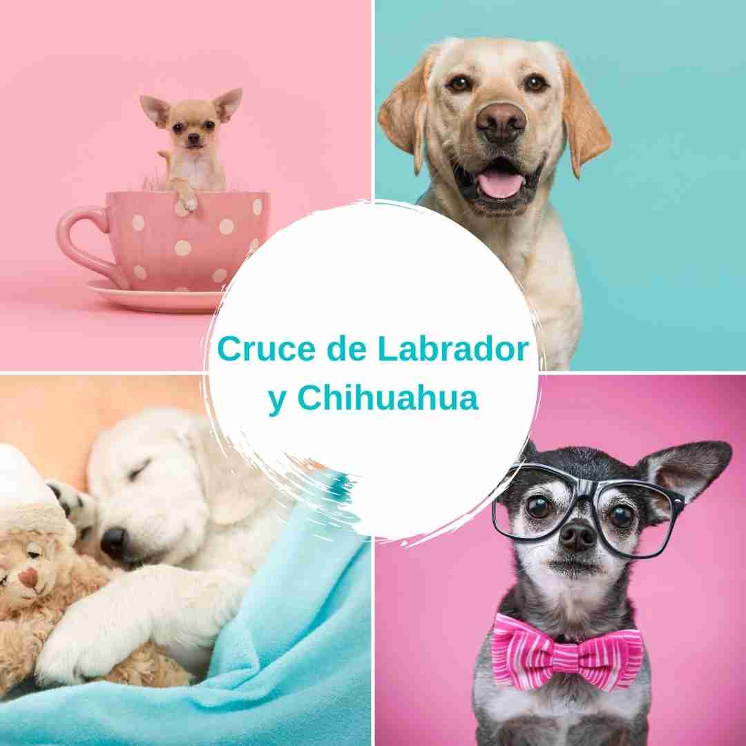 Cruce de Labrador y Chihuahua - Guía completa de esta raza