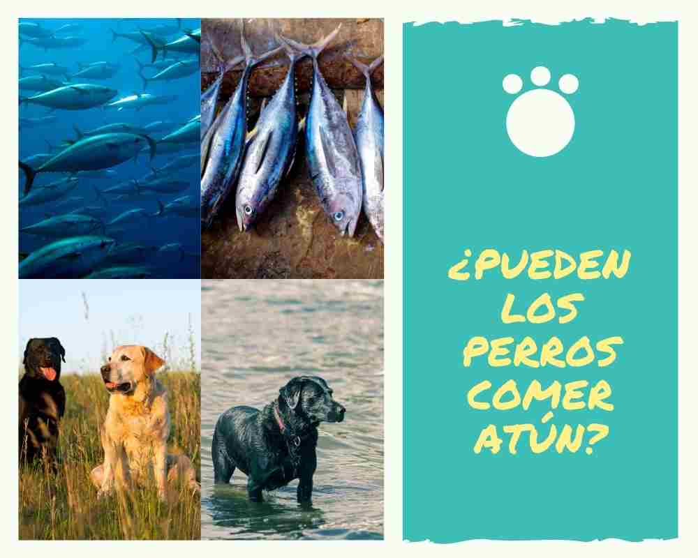 ¿Pueden los perros comer atún? ¿Es el atún bueno para los perros?