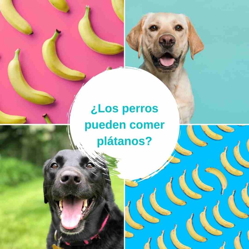 ¿Los perros pueden comer plátanos?¿Los perros pueden comer plátanos?