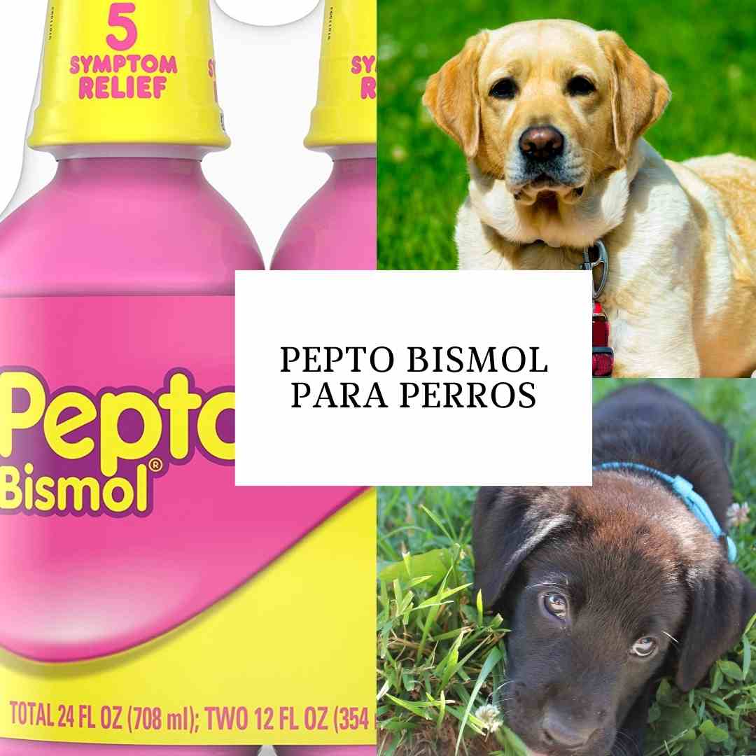 Pepto Bismol para perros - ¿Se puede dar Pepto Bismol a un perro?