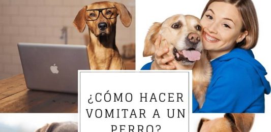Cómo hacer vomitar a un perro