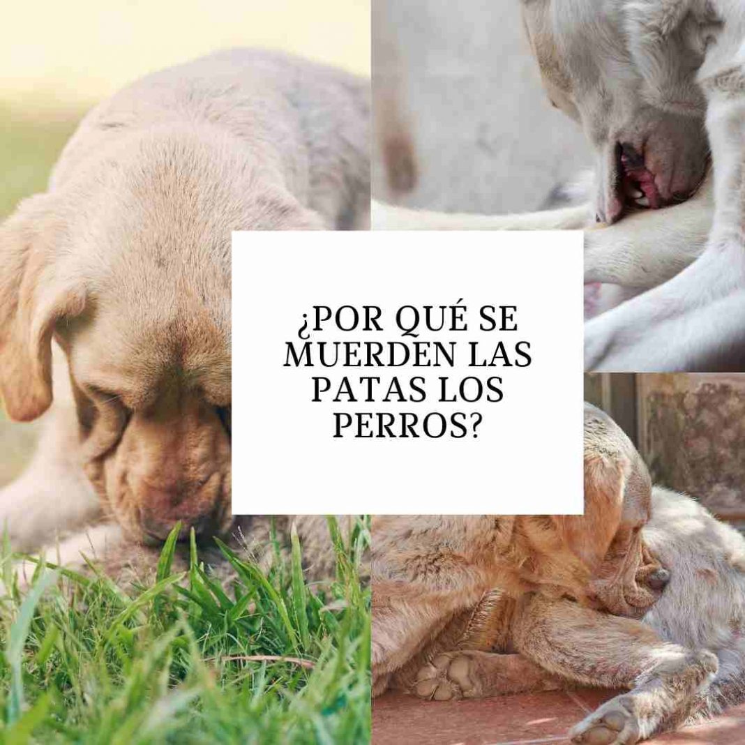 Mi perro tiene hipo ¿Por qué se produce y cómo detenerlo? La raza de