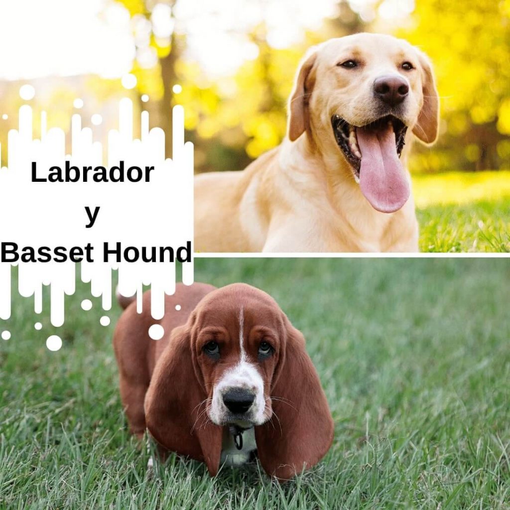 Cruce de Labrador y Basset Hound