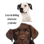 Cruce de Bulldog Americano y Labrador