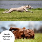 Cruce de Galgo inglés y Labrador - Guía completa