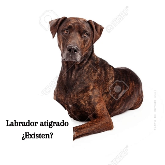 Labrador atigrado