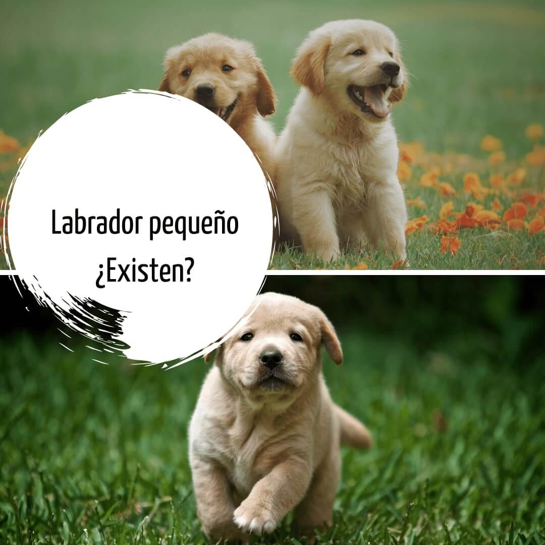 Labrador Enano (pequeño): ¿Existen? ¿Son normales y sanos?