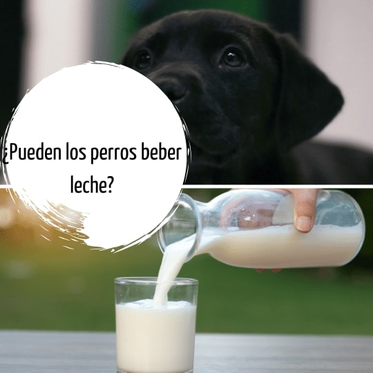 ¿Pueden los perros beber leche? Alternativas lácteas