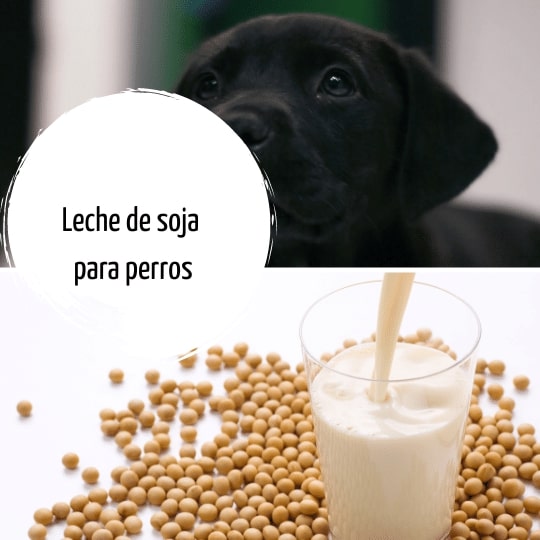 Pueden los perros beber leche