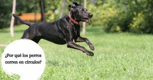 ¿Por qué los perros corren en círculos?