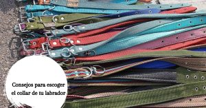 Collares para labradores