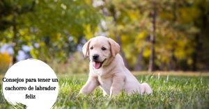 Consejos para tener un cachorro de labrador feliz