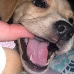 Etapas de los Dientes de Cachorros - Dentición del cachorro