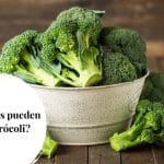 ¿Los perros pueden comer brócoli?