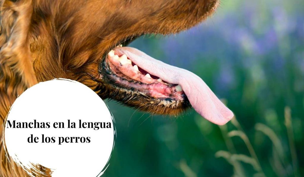 Manchas en la lengua de los perros