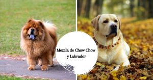 Mezcla de Chow Chow y Labrador