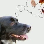 ¿Mi perro puede pegarme las pulgas?
