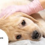 Moquillo en perros - Síntomas, causas y tratamientos