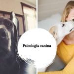 Psicología canina - Cómo el perro ve el mundo que le rodea.