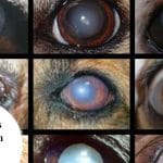 Esclerosis nuclear en perros: causas, síntomas y tratamiento