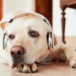 ¿A los perros les gusta la música? ¿Qué tipo de música es mejor?