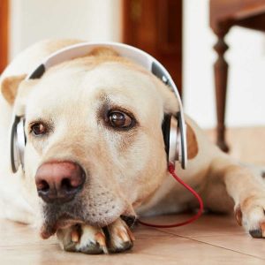 A tu perro le gusta la música