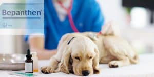 Bepanthen en Perros
