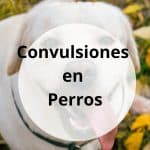 Convulsiones en Perros: Causas, tratamiento y cuándo preocuparse Convulsiones en Perros: Causas, tratamiento y cuándo preocuparse