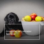Criadores de Labrador Retriever: cómo encontrar uno bueno