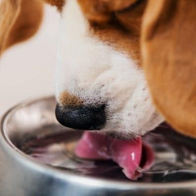 Cuánta agua debe beber un perro