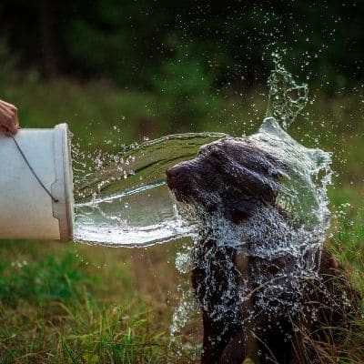 Cuánta agua debería beber mi perro al día