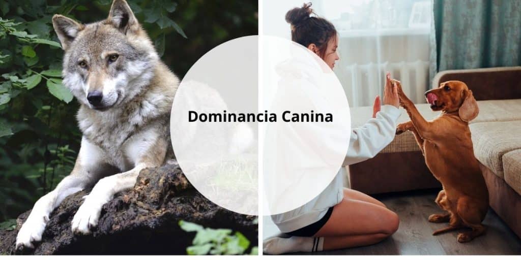 Dominancia Canina