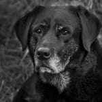 Duelo de los perros - ¿Lloran los perros por la pérdida de sus dueños o de otras mascotas?