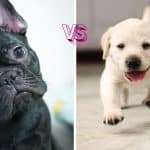 El Bulldog Francés Destronó al Labrador Retriever