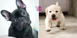 El Bulldog Francés Destronó al Labrador Retriever