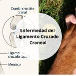 Enfermedad del Ligamento Cruzado Craneal