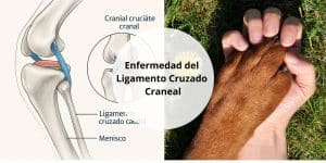 Enfermedad del Ligamento Cruzado Craneal