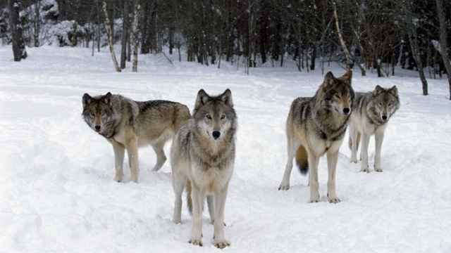 Jerarquía de la manada de lobos
