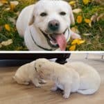 Labrador Retriever inglés de color crema