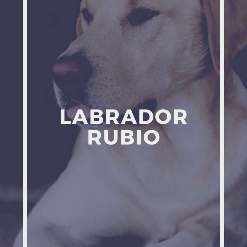 Labrador Rubio
