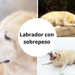 Labrador con sobrepeso - ¿Cómo detectarlo y tratarlo?