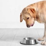 ¿Labrador glotón? ¿Cómo reducir el ritmo con que comen nuestros perros?