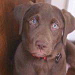Labrador marrón con ojos azules