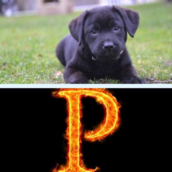 Nombres para perros que comienzan por P