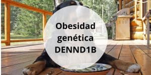 Obesidad genética DENND1B