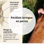 Parálisis laríngea en perros