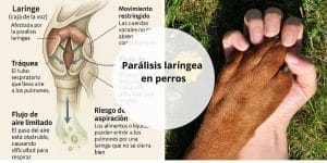 Parálisis laríngea en perros