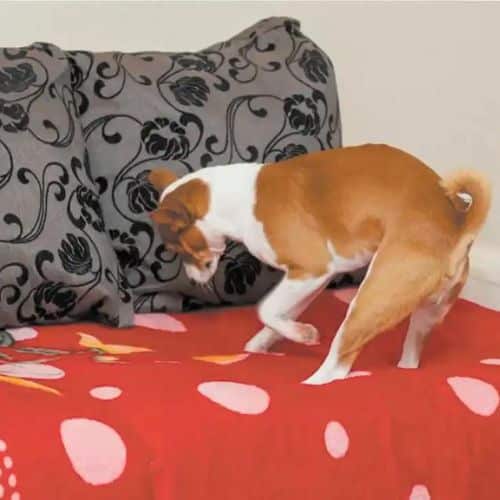 Por qué los perros rascan sus camas